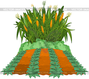 Planting corn - vector image