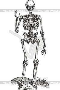 Human skeleton, front view - vector image