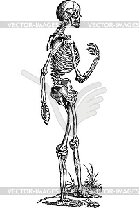 Human skeleton, side view - vector clipart