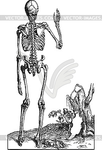 Human skeleton, back view - vector clip art