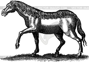 Horse engraving - black and white drawing - vector image