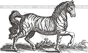 Horse engraving - black and white sketch - vector image