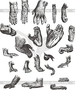 Set of monkey paws - vector image