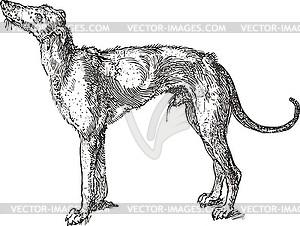 Greyhound engraving - vector clipart