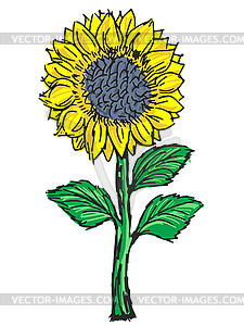 Sunflower - vector clip art