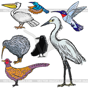 Set of birds - vector clip art