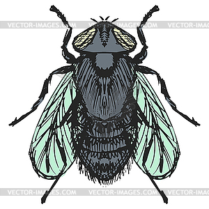 Ordinary fly - vector image