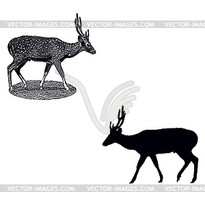 Spotted deer - vector clipart