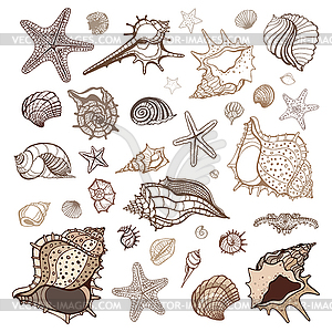 Коллекция Морские раковины - векторизованное изображение
