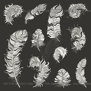 Feather Set - vector clipart