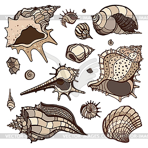 Sea shells set - vector clip art