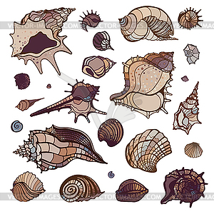 Sea shells set - vector EPS clipart