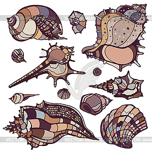 Sea shells set - vector clip art