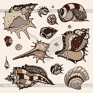 Sea shells set - vector clipart