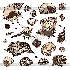 Sea shells set - vector image