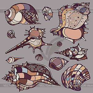 Sea shells set - vector EPS clipart