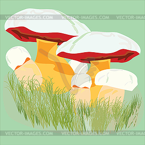 Mushroom illustration - color vector clipart