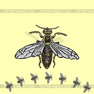 Fly isolated vector art - vector clip art