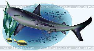 Marine life with shark, vector illustration  - vector clipart / vector image