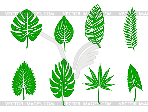 Green tropical leaves - vector clipart / vector image