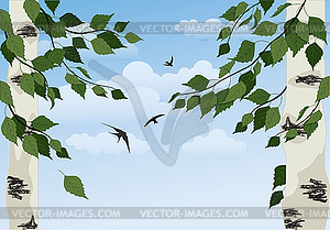 Birch on sky background - vector clipart