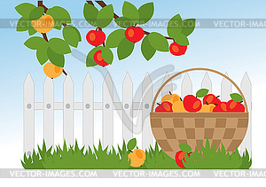 Basket with apples - vector clip art