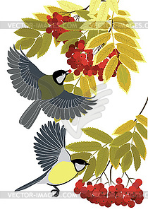 Rowan branches and tit - vector clipart