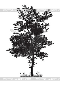 Tree silhouette - vector image