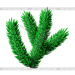 Small fir tree branch for Christmas or New Year - vector clipart