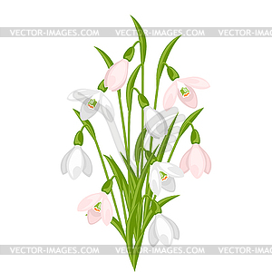 Bouquet of flowers snowdrops - vector clipart