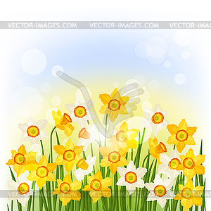 Spring flowers narcissus natural background - vector image