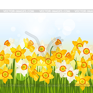 Spring flowers narcissus seamless pattern horizonta - vector image