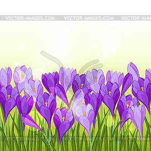 Spring flowers crocus seamless pattern horizontal - vector image