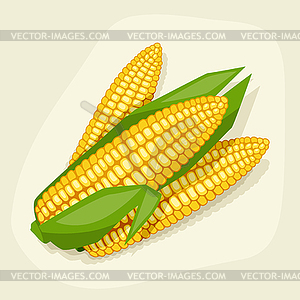 Stylized fresh ripe corn cobs - vector image