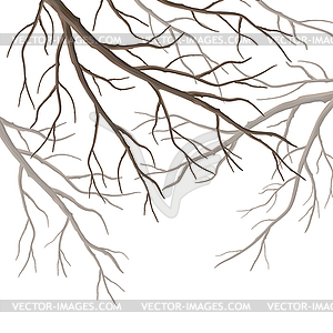 Tree Branches - vector image