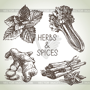 Kitchen herbs and spices. sketch design elements - vector clipart