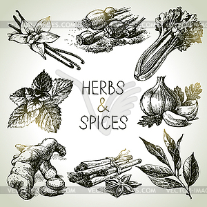 Kitchen herbs and spices. sketch icons - vector image