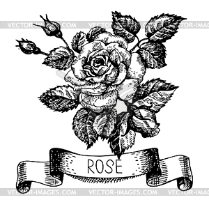 Sketch floral rose banner with ribbon - vector EPS clipart