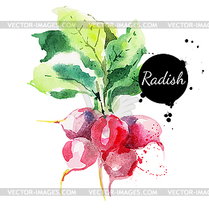 Radish with leaf. watercolor painting - vector image