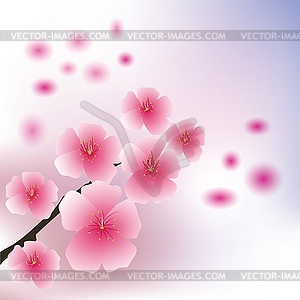 Cherry flowers - vector image