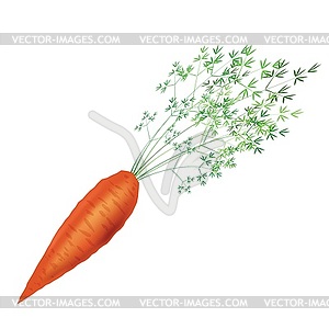 Морковь на белом фоне - векторный графический клипарт