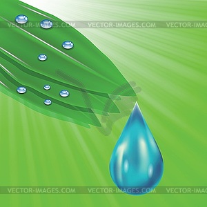 Green leaves and water drops - vector clip art