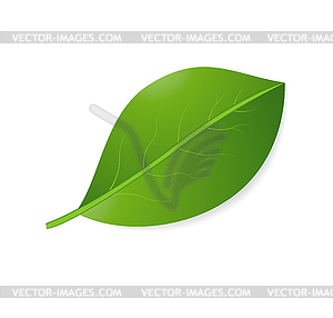 Green sheet - vector clipart / vector image