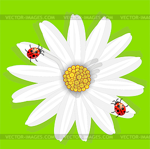 Flower of camomile and ladybirds, on green - vector clipart