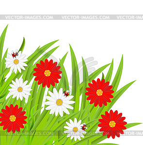 Background with flowers and ladybirds - vector image