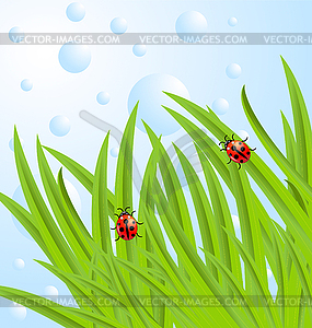 Background with green leaves and ladybirds - vector clip art