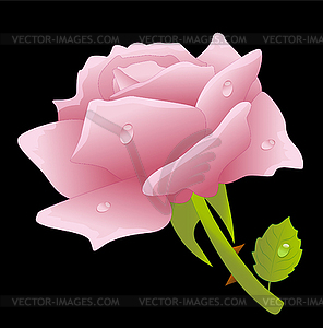 Pink rose on black background - vector image