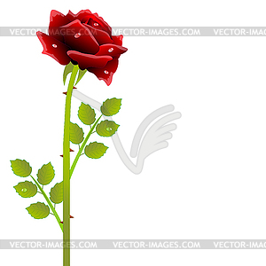 Red rose - vector clipart