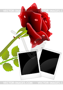 Red rose and two photos with black background - vector image