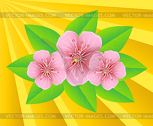 Pink flowers on background sunbeams - vector clip art